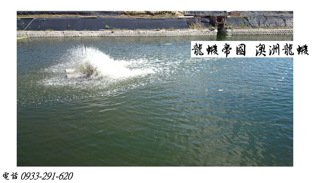 龍蝦帝國 買澳洲龍蝦.JPG 龍蝦帝國 買澳洲龍蝦.JPG