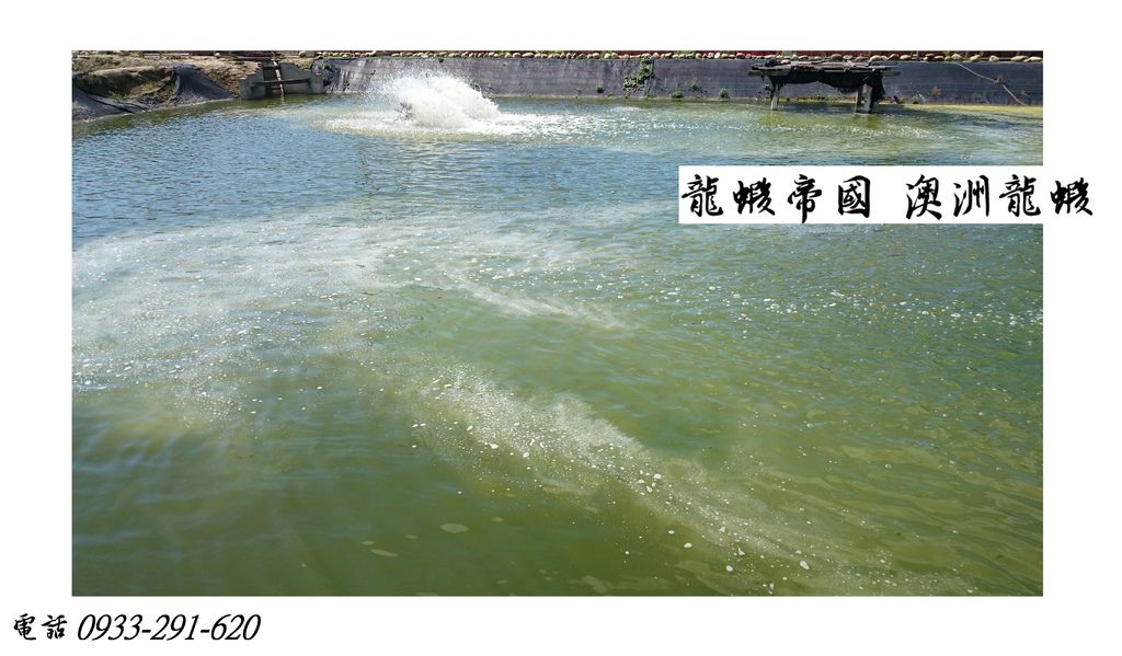 龍蝦帝國 買澳洲龍蝦 雲林澳洲龍蝦.JPG 龍蝦帝國 買澳洲龍蝦 雲林澳洲龍蝦.JPG