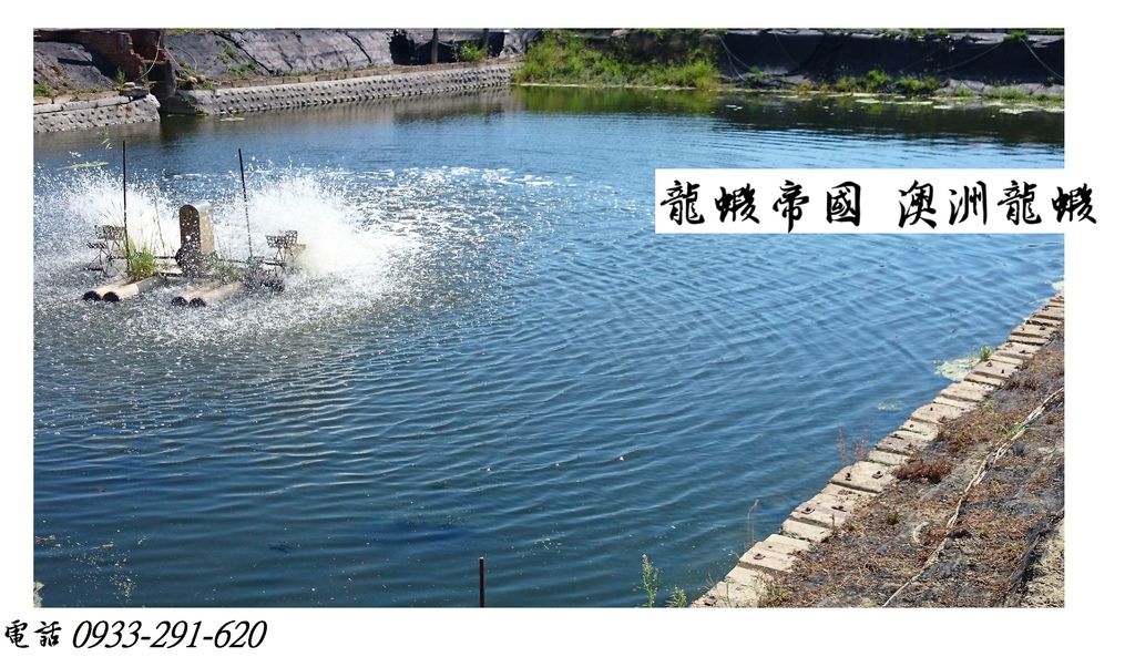 澳洲淡水龍蝦 澳洲龍蝦繁殖場 龍蝦帝國.JPG 澳洲淡水龍蝦 澳洲龍蝦繁殖場 龍蝦帝國.JPG