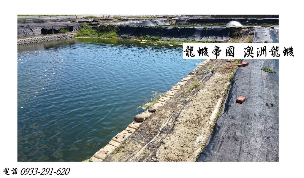 龍蝦帝國 澳洲龍蝦批發 澳洲龍蝦生產.JPG 龍蝦帝國 澳洲龍蝦批發 澳洲龍蝦生產.JPG