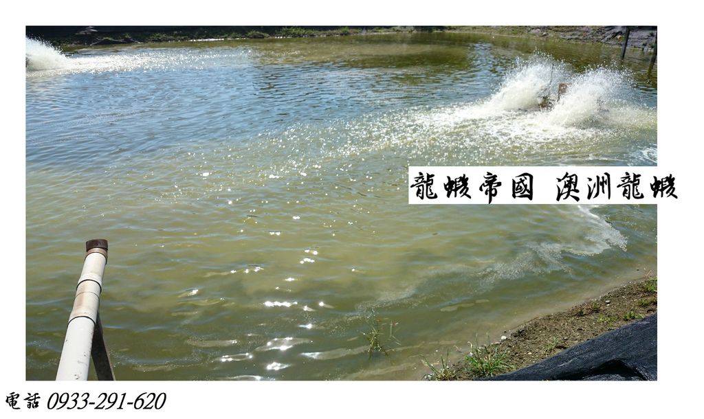龍蝦帝國 澳洲龍蝦抱卵 澳洲龍蝦批發.JPG 龍蝦帝國 澳洲龍蝦抱卵 澳洲龍蝦批發.JPG