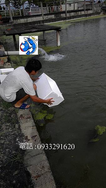 澳洲淡水龍蝦 澳洲龍蝦繁殖場 龍蝦帝國.jpg 澳洲淡水龍蝦 澳洲龍蝦繁殖場 龍蝦帝國.jpg