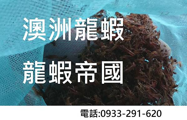 澳洲淡水龍蝦.JPG 澳洲淡水龍蝦.JPG