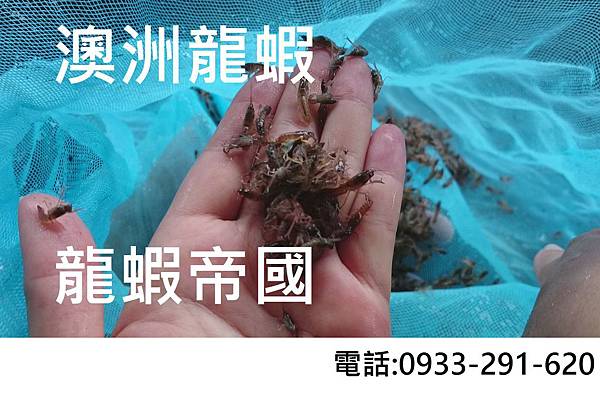 澳洲淡水龍蝦大量蝦苗 澳洲淡水龍蝦養殖業 澳洲淡水龍蝦養殖場.JPG 澳洲淡水龍蝦大量蝦苗 澳洲淡水龍蝦養殖業 澳洲淡水龍蝦養殖場.JPG