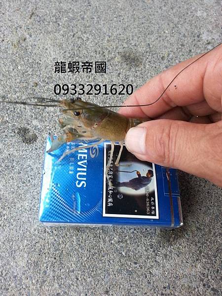 澳洲龍蝦批發 澳洲龍蝦蝦苗 澳洲淡水小龍蝦 龍蝦帝國.jpg 澳洲龍蝦批發 澳洲龍蝦蝦苗 澳洲淡水小龍蝦 龍蝦帝國.jpg