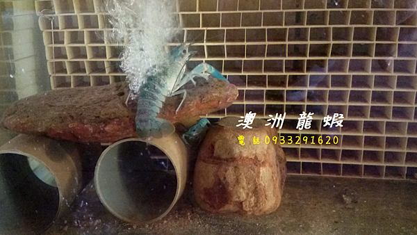 澳洲龍蝦 買澳洲龍蝦 澳洲龍蝦蝦苗 澳洲龍蝦養殖 台灣澳洲龍蝦養殖場