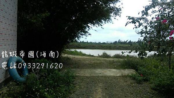 澳洲龍蝦電話0933291620 Australian lobster phone0933291620.jpg