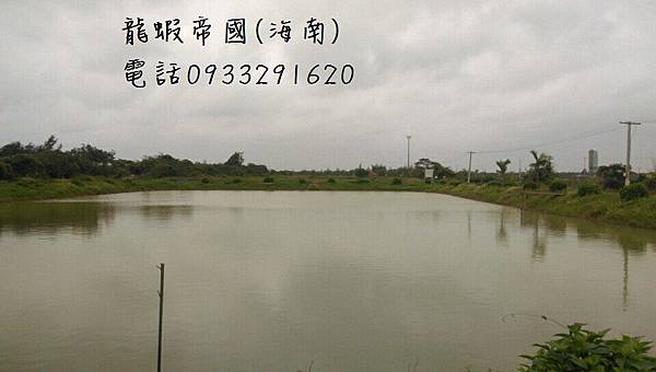 澳洲龍蝦養殖 龍蝦帝國