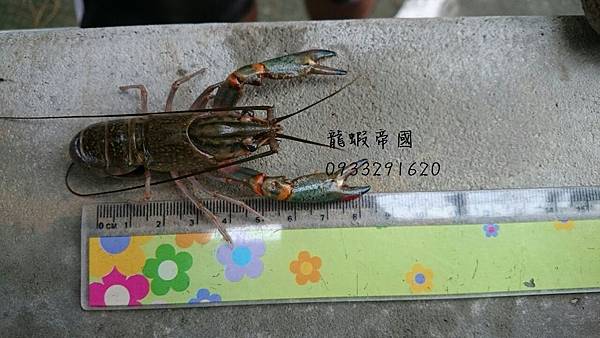 大量澳洲龍蝦 澳洲龍蝦養殖戶 龍蝦帝國 大量澳洲龍蝦 澳洲龍蝦養殖戶 龍蝦帝國