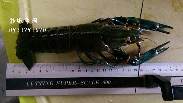 Buy Australian lobster,Taiwan Australian lobster,Australian lobster eggs,Australian lobster,Australian lobster wholesale,Australian lobster shrimp,Australian lobster phone,Australian Lobster Breeding Far