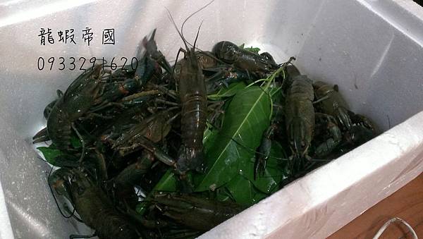 買澳洲淡水龍蝦.jpg 買澳洲淡水龍蝦.jpg