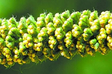 三裂葉豚草開花。
