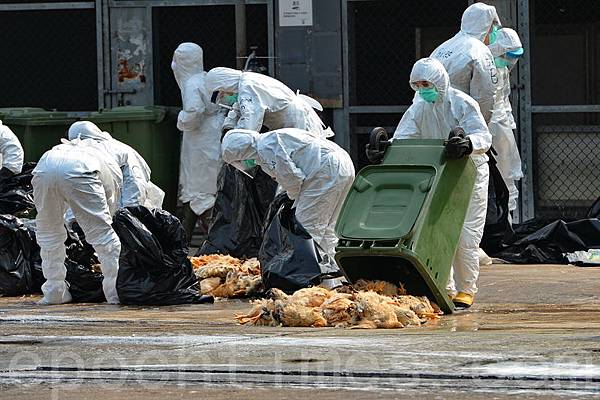 港府28日一早派員到長沙灣臨時家禽批發市場，銷毀場內約2萬隻活雞，關閉期間徹底消毒清洗。香港同時暫停自中國大陸進口活雞，香港本地農場也禁止售出活雞。（宋祥龍／大紀元）