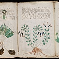 伏尼契手稿（Voynich Manuscript）