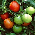 食用這種還未成熟的青色西紅柿，會出現噁心、嘔吐等中毒症狀。（網絡圖片）