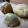 發芽的馬鈴薯中龍葵鹼的含量很高，會造成食物中毒。（網絡圖片）