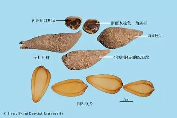 網路圖片