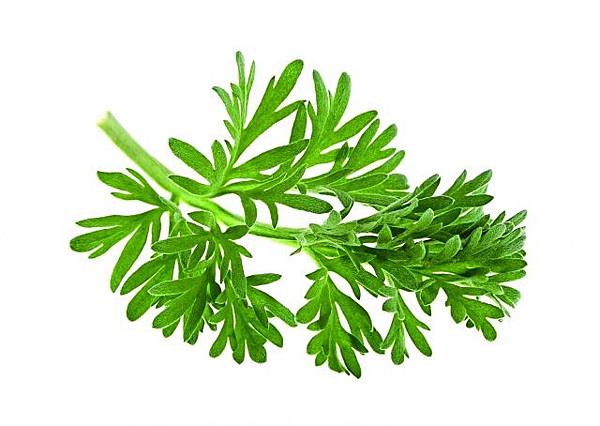 艾草的臨床療效已有許多研究證實。（Fotolia）