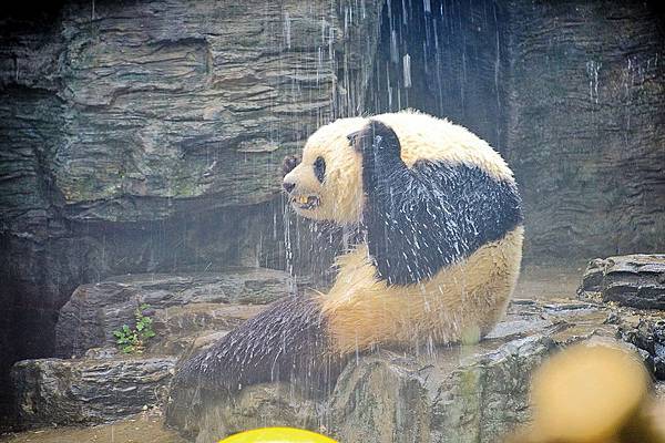 2018年5月14日北京溫度高達攝氏34度，動物園的飼養員在給大熊貓淋浴降溫。（大紀元資料室）