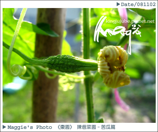 陳爸菜園苦瓜11.jpg