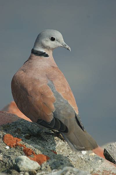 紅鳩