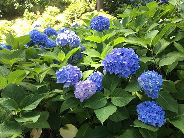 宇治 三室戸寺アジサイ