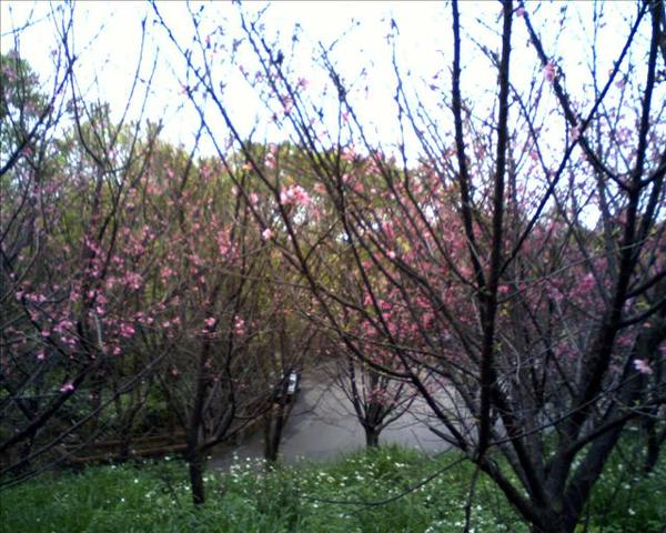 IMG0320A