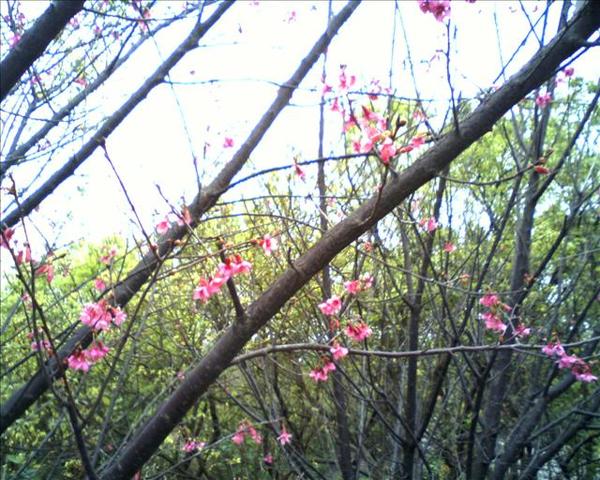 IMG0326A