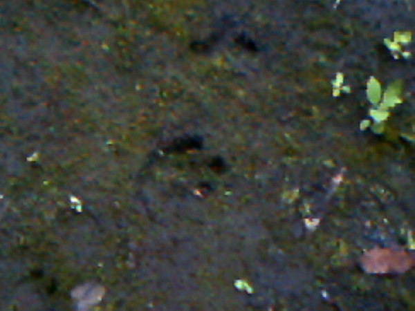 IMG0181A