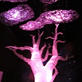 IMG_4739.JPG