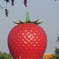 IMG_4695.JPG