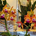 IMG_8727.JPG