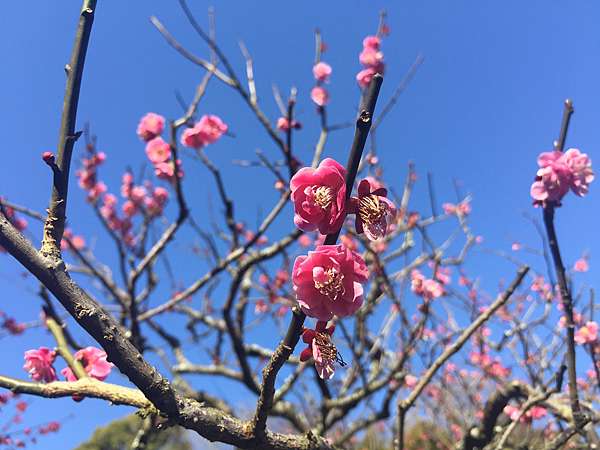 一人獨佔 賞落梅 北鎌倉 東慶寺 Kirakira Chiaki 痞客邦