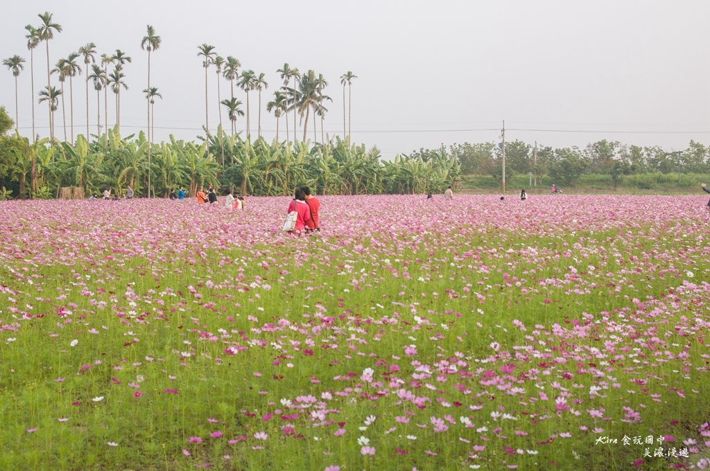 花 (1).jpg