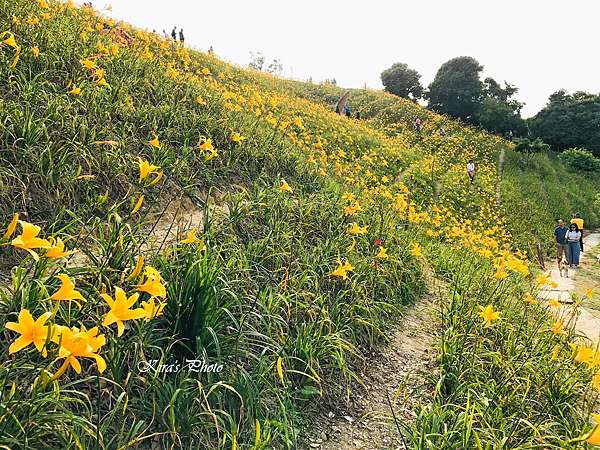 彰化賞花 彰化花壇虎山巖金針花海 不用跑花東也有滿開的金針花 母親節應景賞花 Kira食玩圖中 痞客邦 彰化賞花 彰化花壇虎山巖金針花海 不用跑花東也有滿開的金針花 母親節應景賞花 Kira食玩圖中 痞客邦