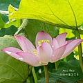 蓮花 (41).jpg