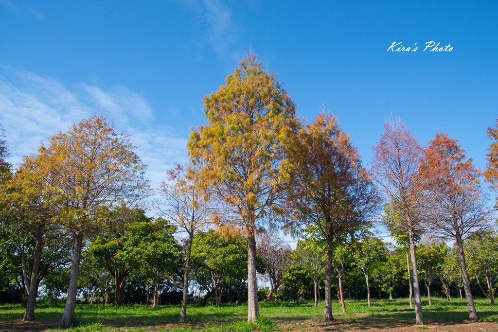 麗寶落羽松 (16).jpg