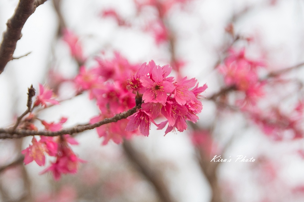 炮仗花 (9).jpg