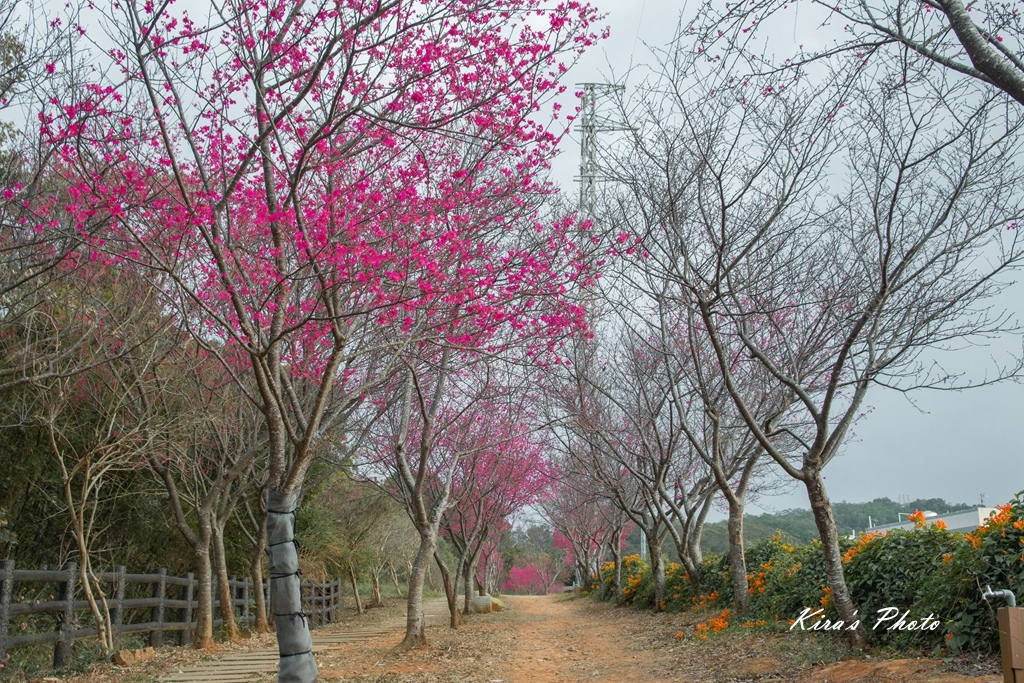 炮仗花 (10).jpg