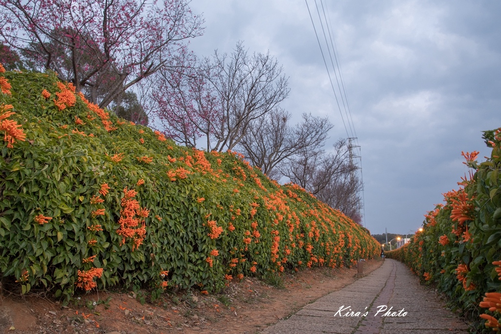 炮仗花 (13).jpg