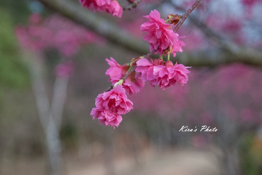 炮仗花 (22).jpg