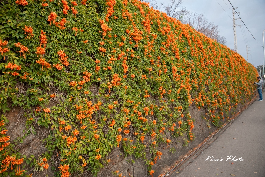 炮仗花 (17).jpg