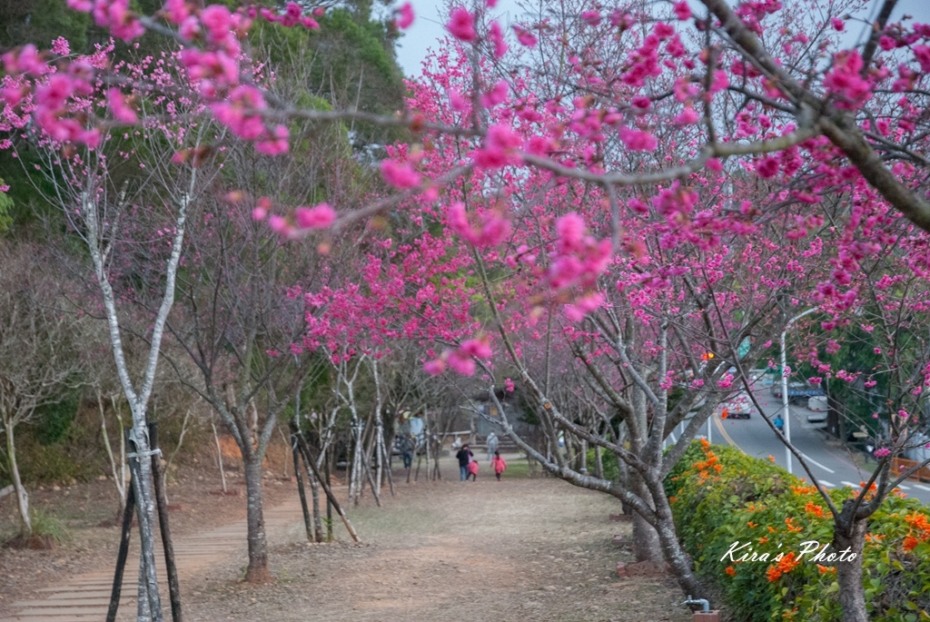 炮仗花 (23).jpg