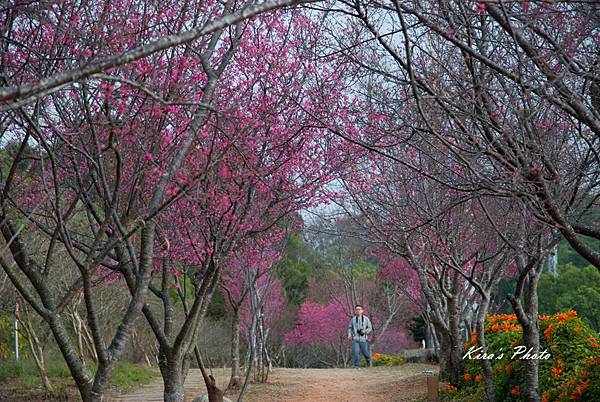 炮仗花 (25).jpg