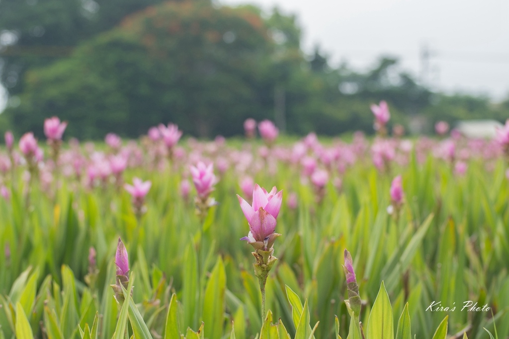 薑荷花 (3).jpg