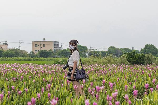 薑荷花 (8).jpg