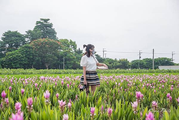 薑荷花 (30).jpg