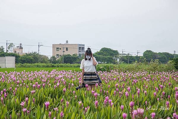 薑荷花 (35).jpg