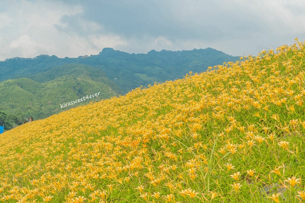 大湖金針花 (7).jpg