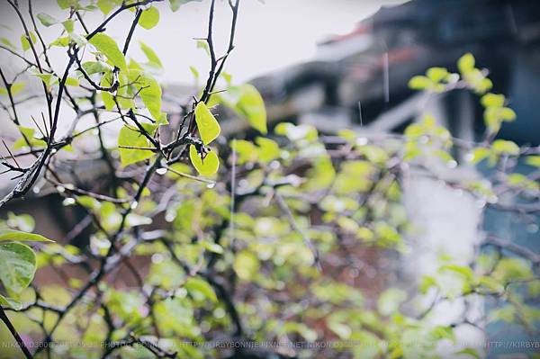 雨。珠